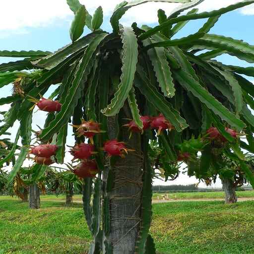 dragon fruits plant