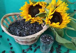 sunflower seeds