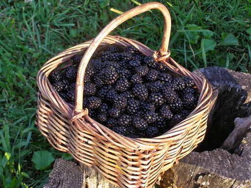 black berry