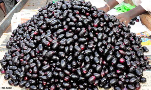 jamun